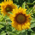 sunflowers, flowers, plant-8149519.jpg